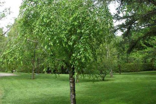 Main d'un jardinier taillant avec un sécateur une jeune branche d'arbre